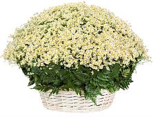 Цветочная композиция из Ромашки в корзине #REPLACE_PRED# Новом Городке